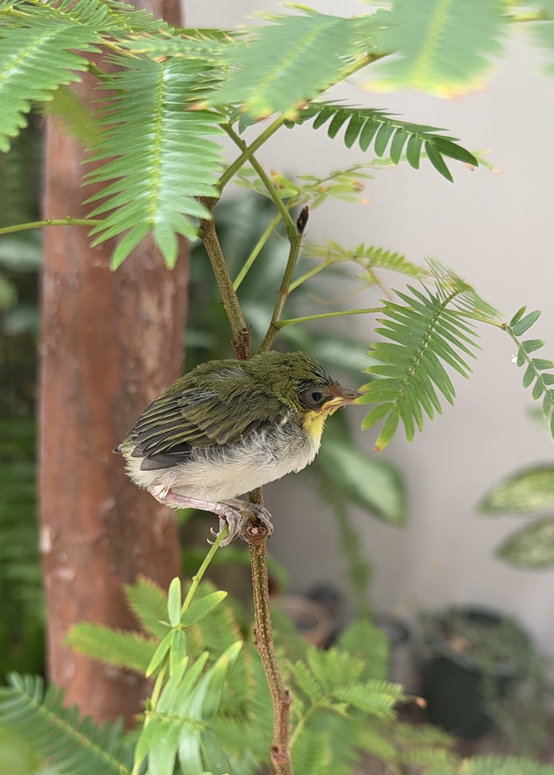 撿到學飛的野生幼鳥該怎麼辦？我家門口的綠繡眼，差點被我們「好心辦壞事」